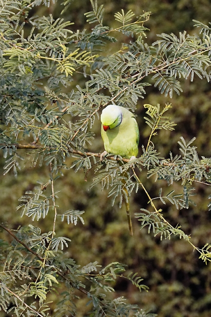 Keoladeo national park-150